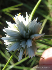 Cyperus niveus leucocephalus