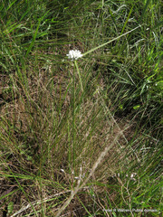 Cyperus niveus leucocephalus