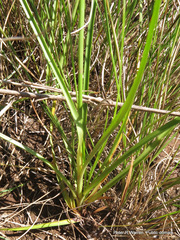 Cyperus niveus leucocephalus