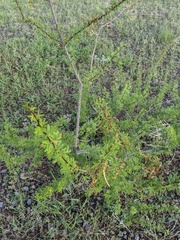 Vachellia vernicosa