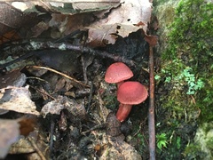 Cortinarius marylandensis