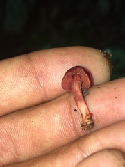 Cortinarius marylandensis