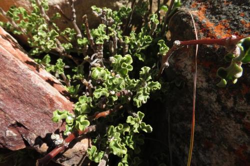 Fockea capensis