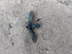 Macrocneme leucostigma