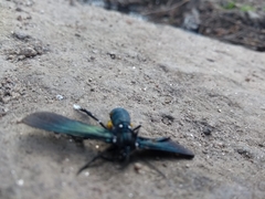 Macrocneme leucostigma