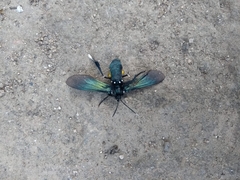 Macrocneme leucostigma