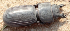 Passalidius fortipes