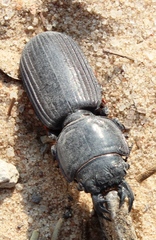 Passalidius fortipes