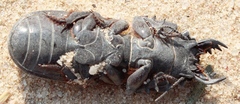 Passalidius fortipes