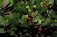 Apodytes abbottii