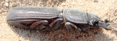 Passalidius fortipes