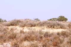 Vachellia hebeclada hebeclada