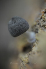 Pluteus salicinus