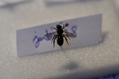 Lasioglossum leucozonium