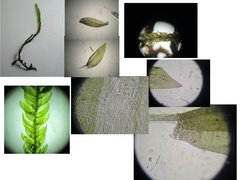 Hygrohypnella ochracea