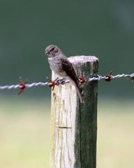 Muscicapa adusta adusta