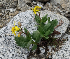 Senecio elmeri