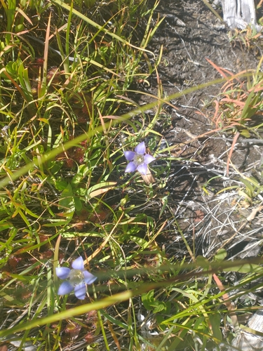 Image of Gentiana setigera by no rights reserved