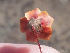 Hermannia linnaeoides