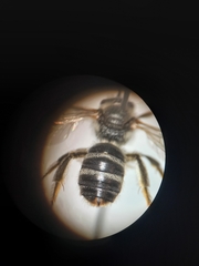 Lasioglossum leucozonium