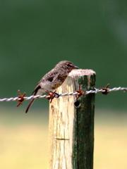 Muscicapa adusta adusta