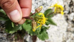 Senecio elmeri