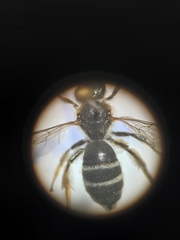 Lasioglossum leucozonium