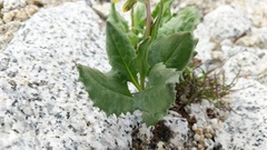 Senecio elmeri