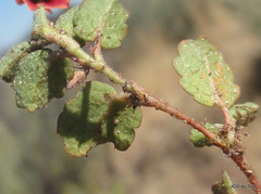 Hermannia linnaeoides