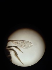 Lasioglossum leucozonium