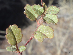 Hermannia linnaeoides