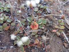 Hermannia linnaeoides