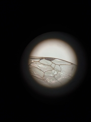 Lasioglossum leucozonium