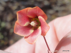 Hermannia linnaeoides