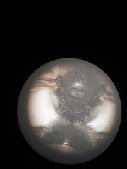 Lasioglossum leucozonium