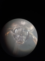 Lasioglossum leucozonium