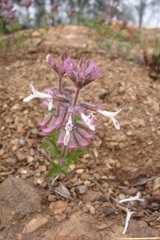 Syncolostemon pretoriae