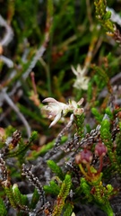 Exobasidium cassiopes