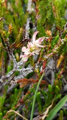 Exobasidium cassiopes