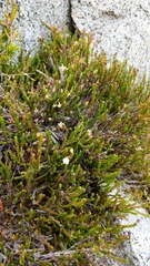 Exobasidium cassiopes