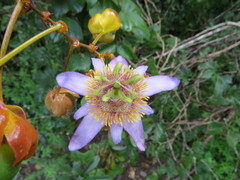 Passiflora bicornis