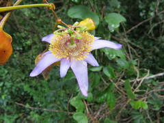 Passiflora bicornis