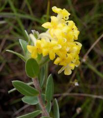 Lasiosiphon anthylloides