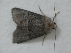 Mesoligia literosa