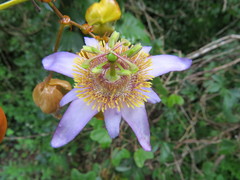 Passiflora bicornis