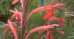 Watsonia angusta