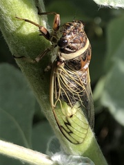 Diceroprocta marevagans