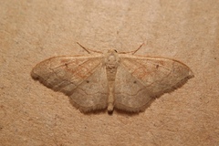 Idaea rubraria