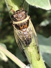 Diceroprocta marevagans