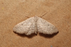 Idaea elongaria